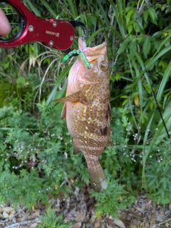 キジハタの釣果