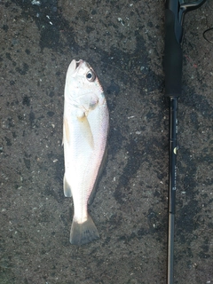 イシモチの釣果