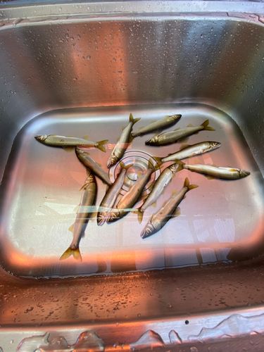 アユの釣果