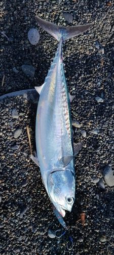 ソウダガツオの釣果