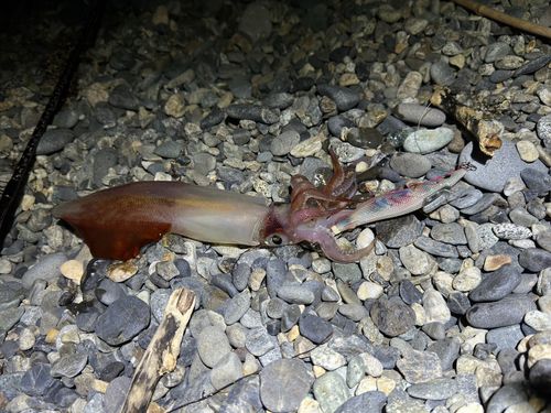 ケンサキイカの釣果