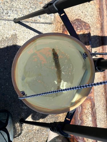 シロギスの釣果