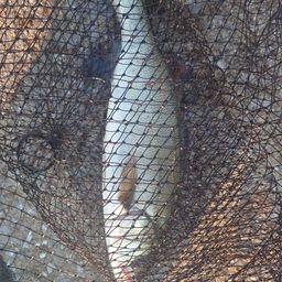 セイゴ（マルスズキ）