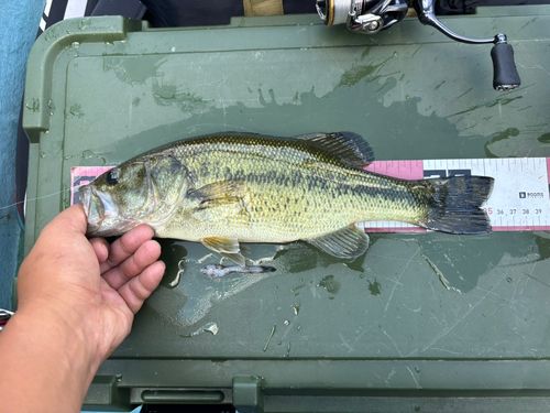 ラージマウスバスの釣果