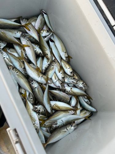 マアジの釣果