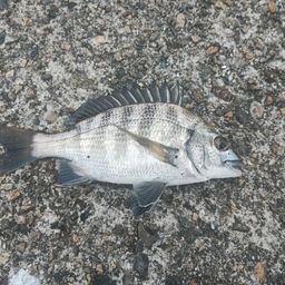 クロダイ