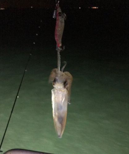 イカの釣果