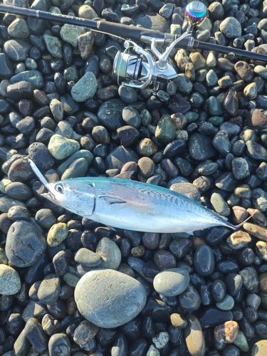 ソウダガツオの釣果
