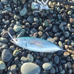 ソウダガツオ