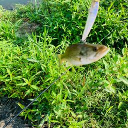 ラージマウスバス