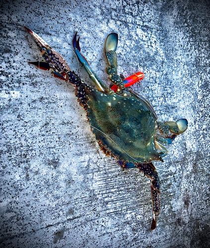 ワタリガニの釣果