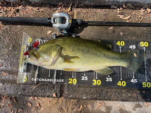 ブラックバスの釣果