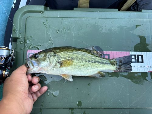 ラージマウスバスの釣果