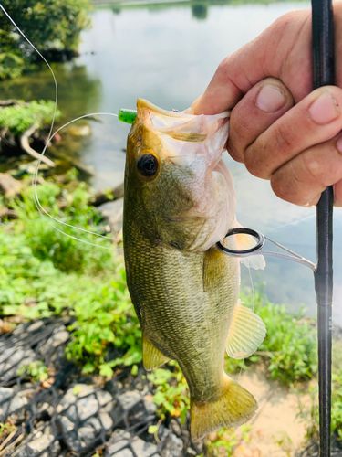 ラージマウスバスの釣果