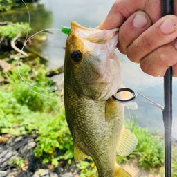 ラージマウスバス