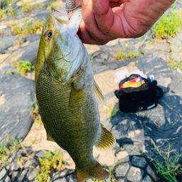 スモールマウスバス