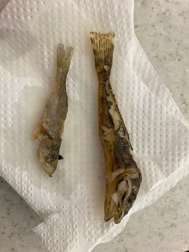 セイゴ（ヒラスズキ）の釣果