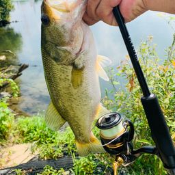 ラージマウスバス