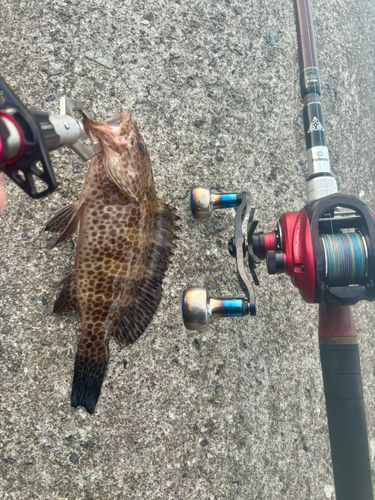 オオモンハタの釣果