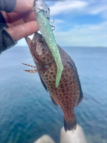 オオモンハタの釣果