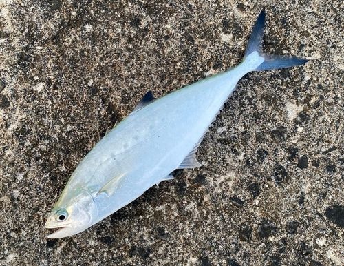 釣果