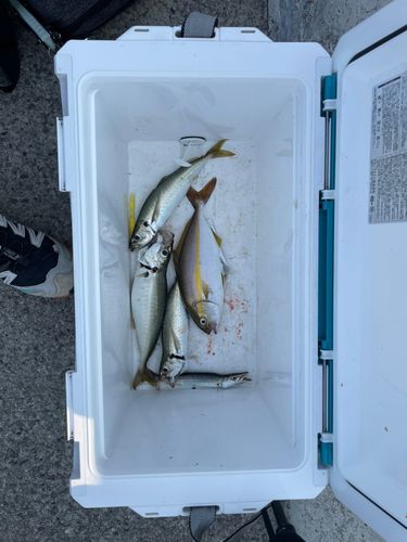 釣果