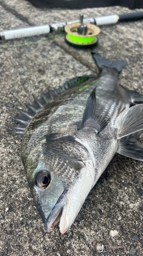 チヌの釣果