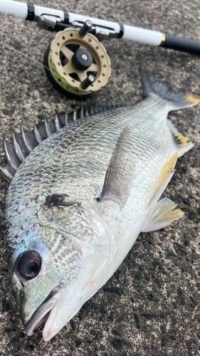 キビレの釣果