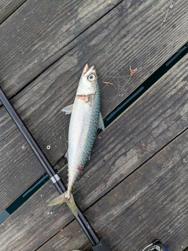 サバの釣果