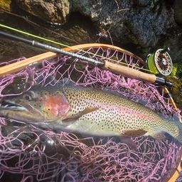 レインボートラウト