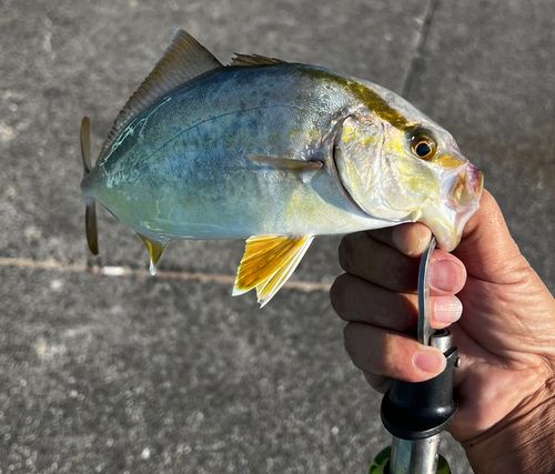 ネリゴの釣果