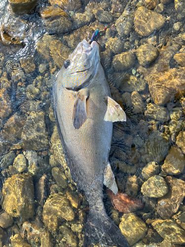 コロダイの釣果