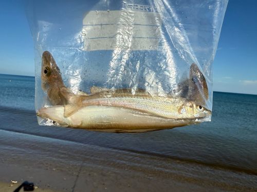 シロギスの釣果