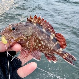ガシラ