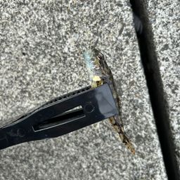 ハゼ
