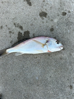 釣果