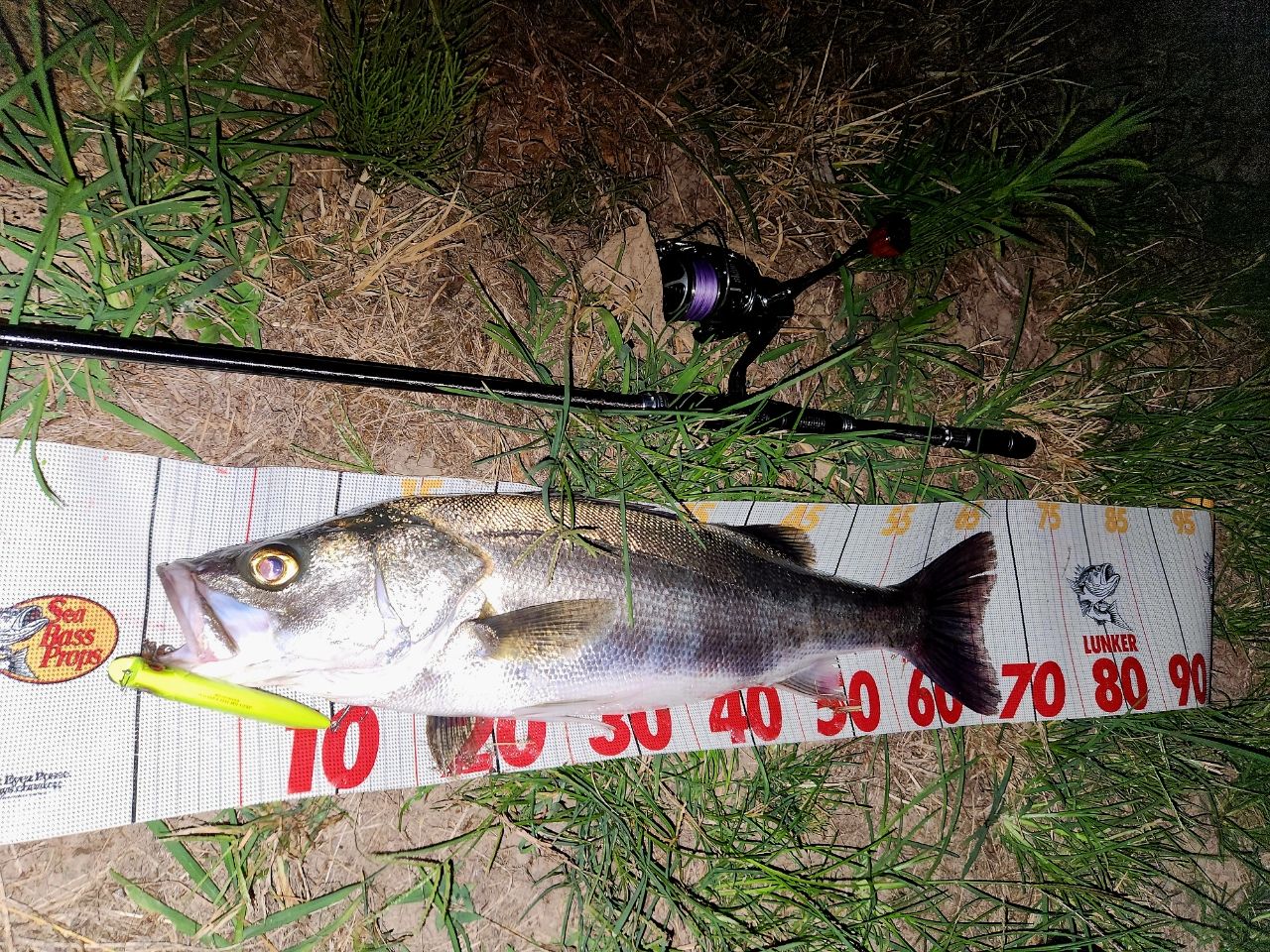 ジークラフト　セブンセンス　ミッドストリーム　リミテッド　1062 TR Amazon | Gcraft (ジークラフト) SEVEN-SENSE MID STREAM MSS-1062-TR