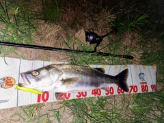 シーバスの釣果