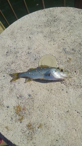 セイゴ（ヒラスズキ）の釣果