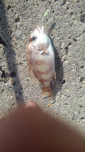 チャリコの釣果