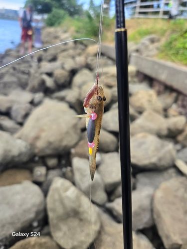 ハゼの釣果