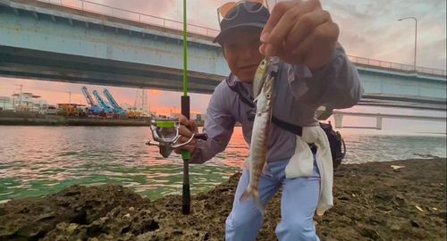 カマスの釣果