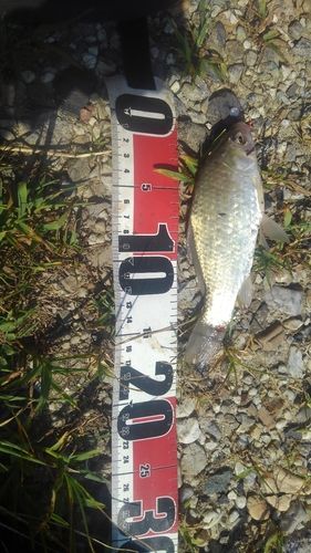 フナの釣果