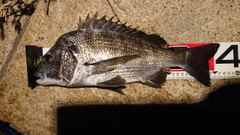 チヌの釣果