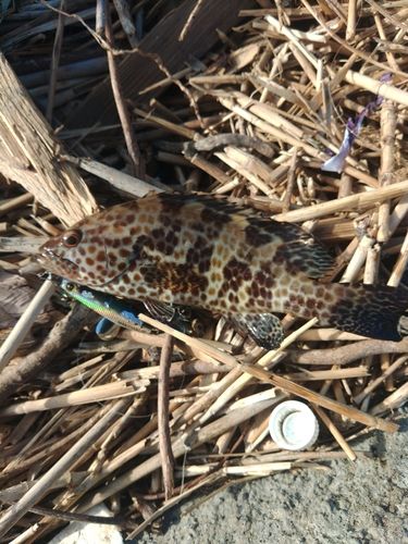 オオモンハタの釣果