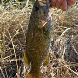 スモールマウスバス