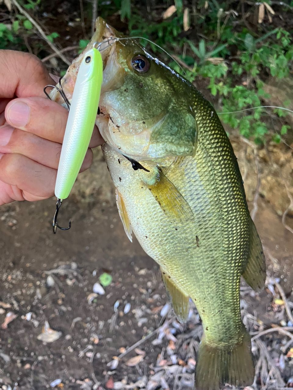 ラージマウスバス