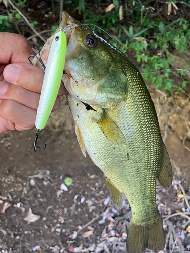 ラージマウスバスの釣果