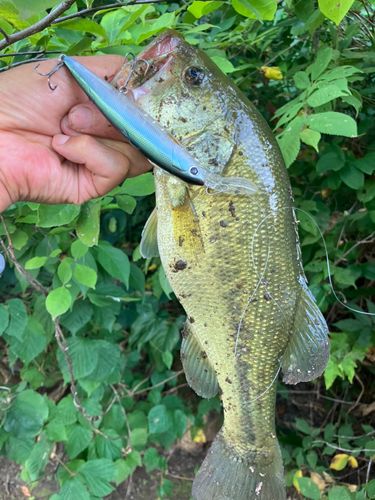 ラージマウスバスの釣果