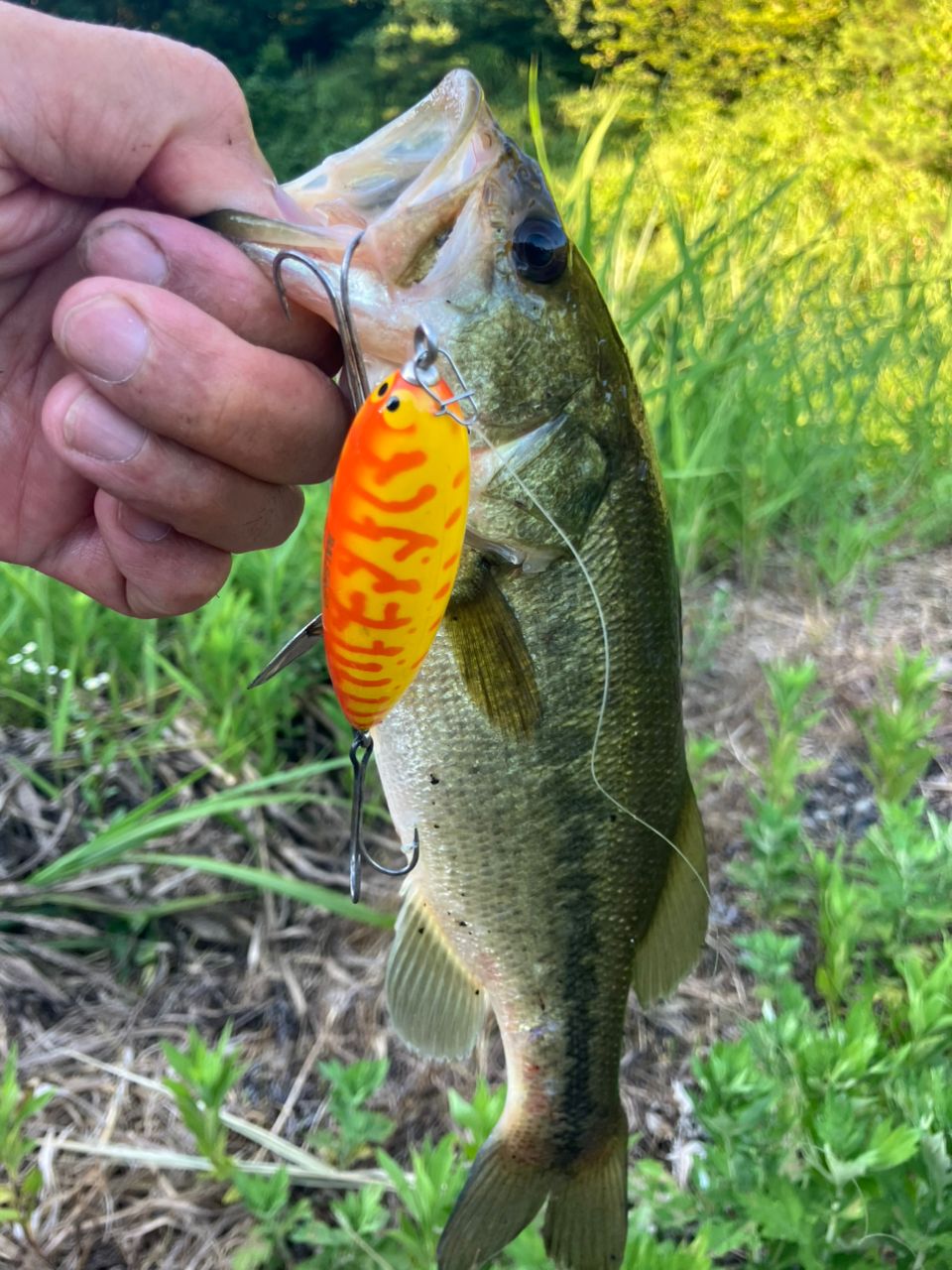 ラージマウスバス